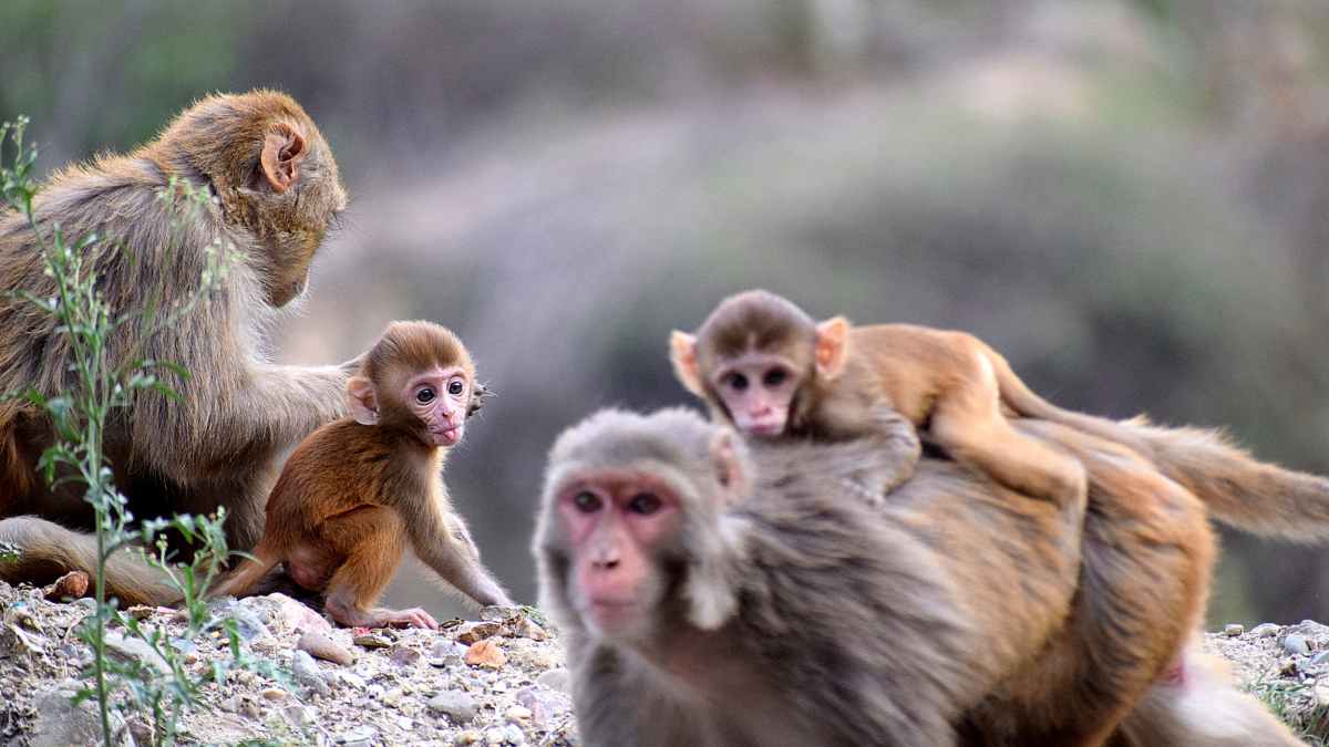 The 10 Most Popular Type of Monkeys