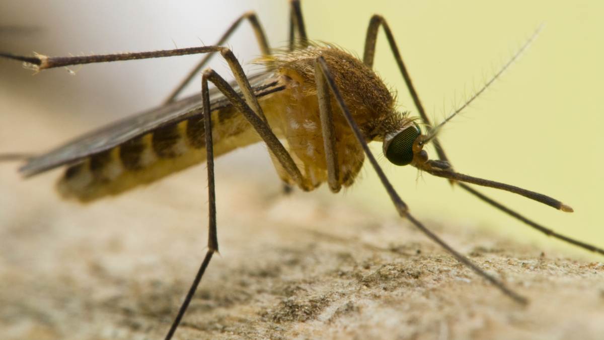 Culex Modestus: New Mosquito Species Found in Finland in 2023