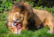 Lion Food