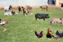 Farm Animals Types, Facts, and Pictures