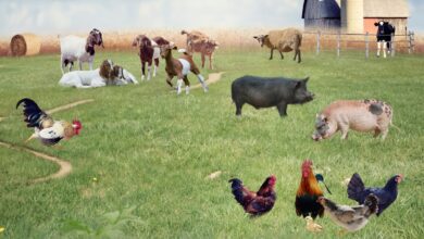 Farm Animals Types, Facts, and Pictures