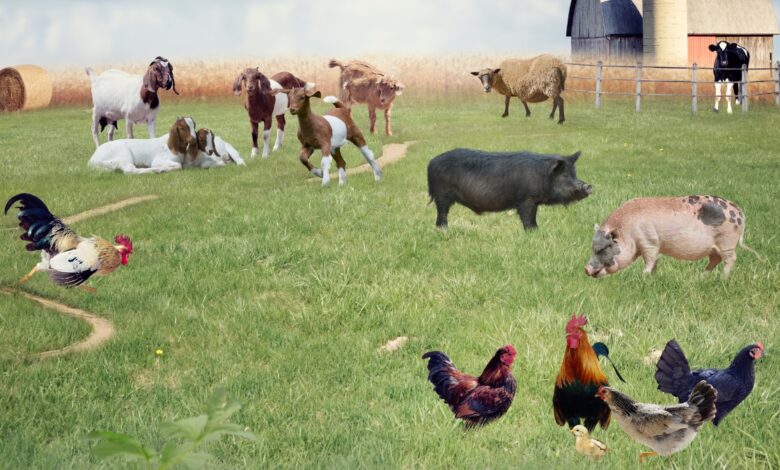 Farm Animals Types, Facts, and Pictures