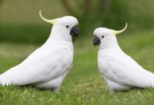 Pet Birds
