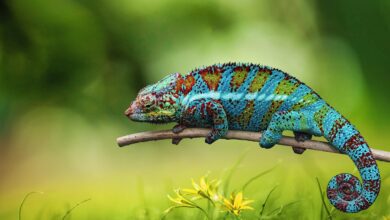 Reptiles: Definition, Characteristics, Types, Examples, Facts, List, and More