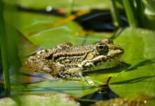 Amphibians: Exploring Types, Characteristics, Life Cycle, Facts, Photos, and More…
