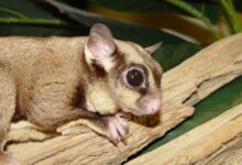 Smarter gray mouse lemurs live longer: Longevity Research
