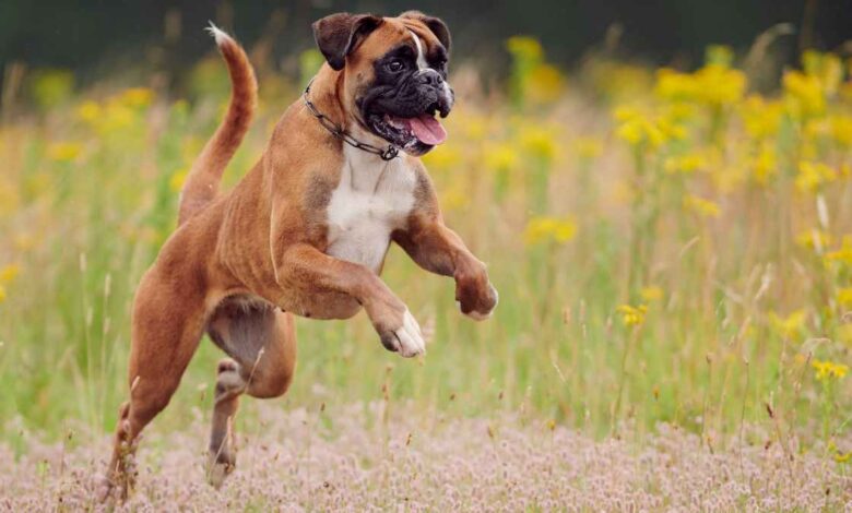 Boxer Dog