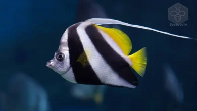 Dive into the Colorful World of Angelfish