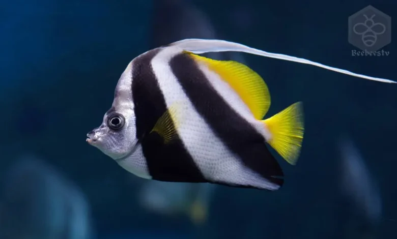 Dive into the Colorful World of Angelfish