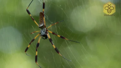 Banana Spider