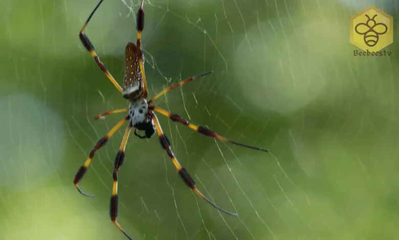 Banana Spider