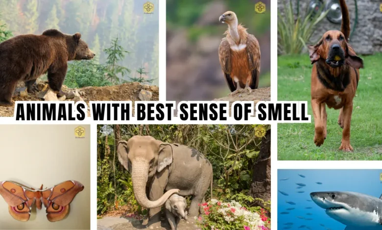 Animals with the best sense of smell