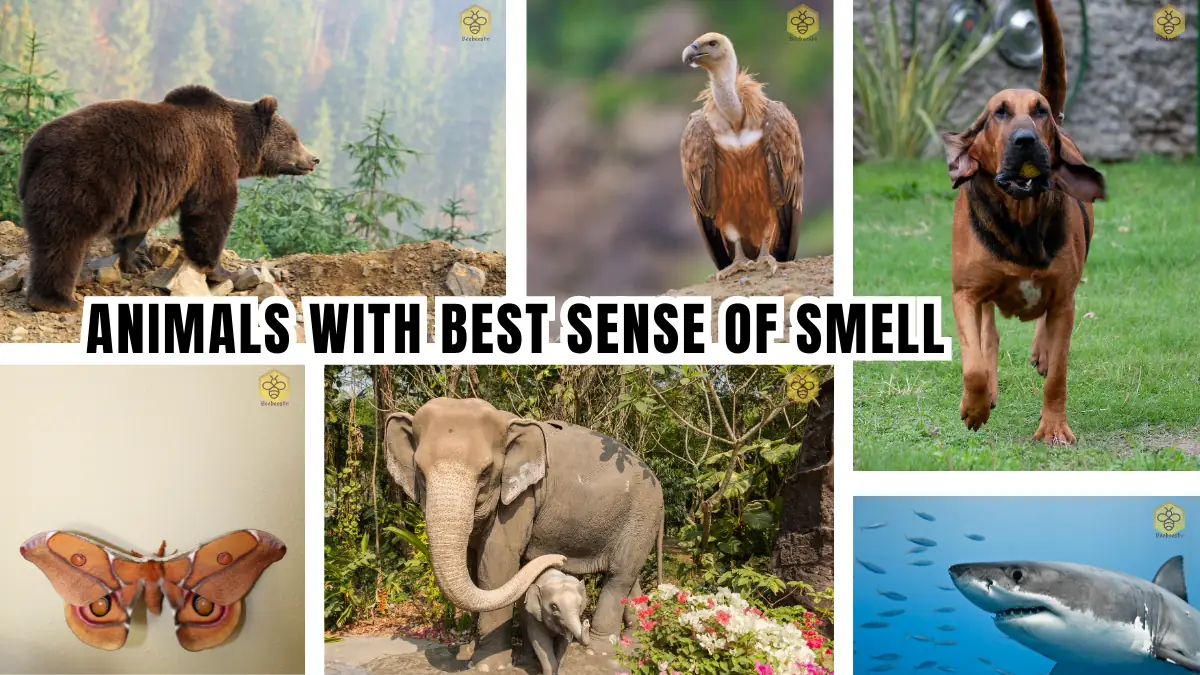 Animals with the best sense of smell