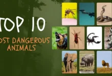 Top 10: Most dangerous animals in the world