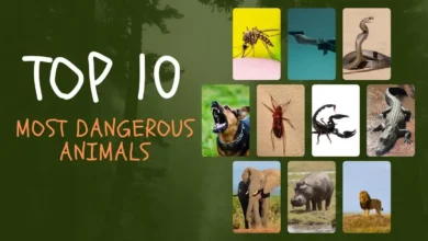 Top 10: Most dangerous animals in the world