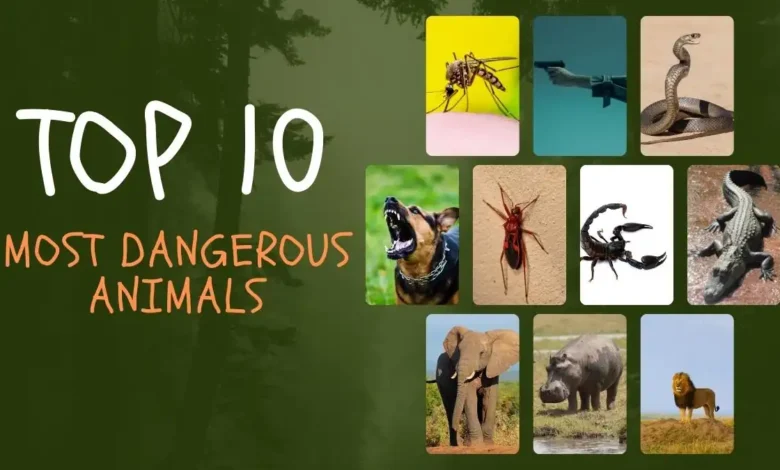 Top 10: Most dangerous animals in the world