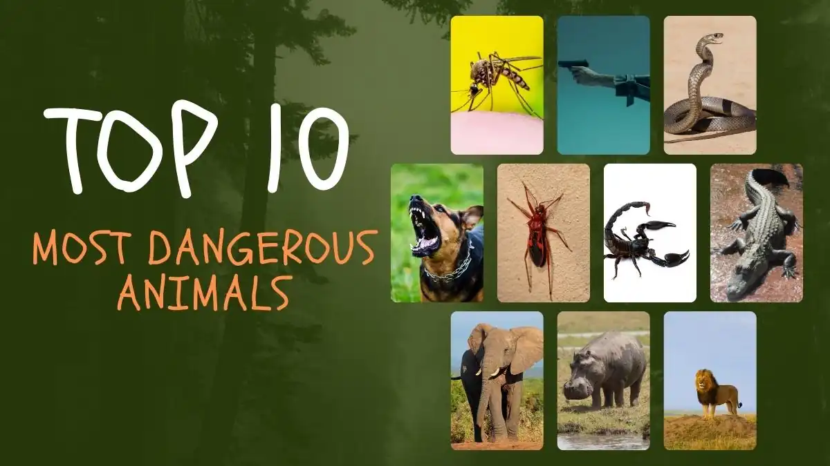 Top 10: Most dangerous animals in the world