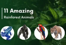 11 Amazing Rainforest Animals