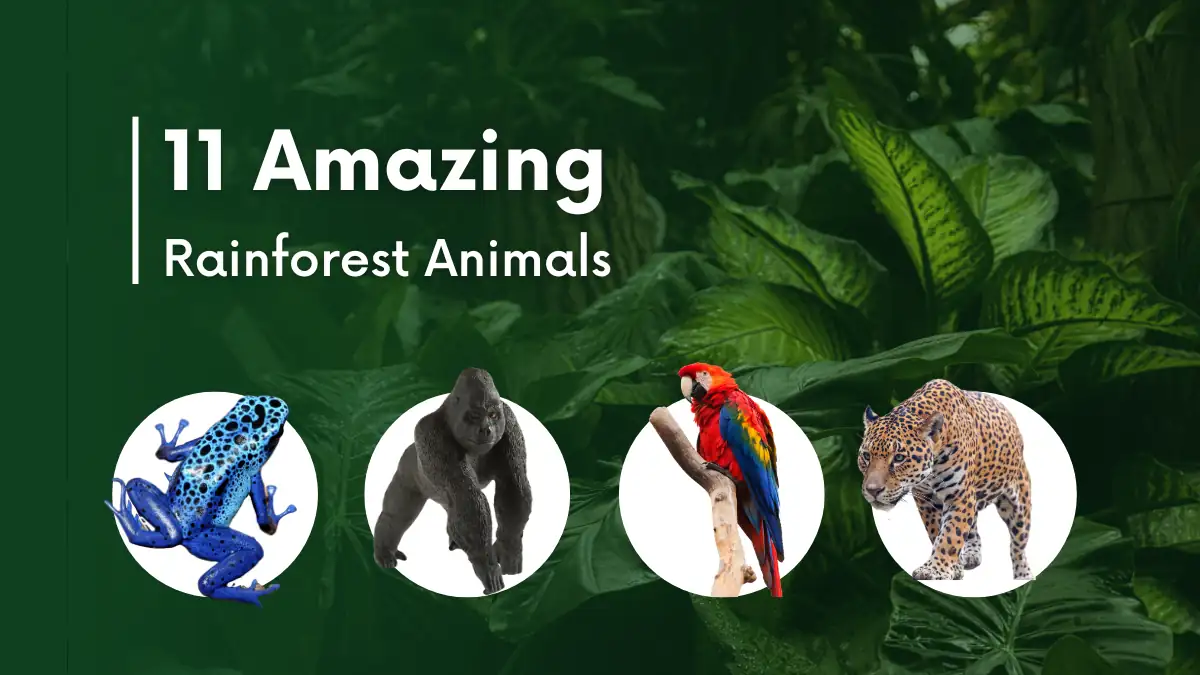 11 Amazing Rainforest Animals