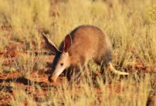 Aardvarks