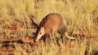 Aardvarks