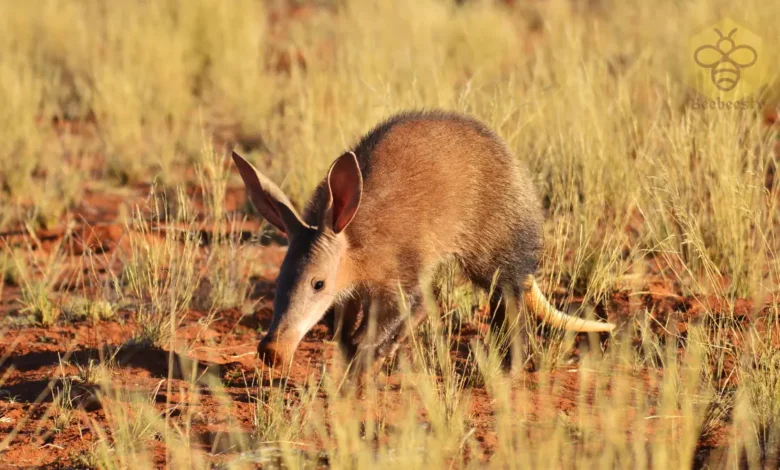 Aardvarks