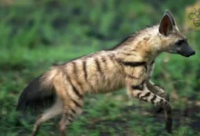 Aardwolf