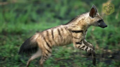 Aardwolf