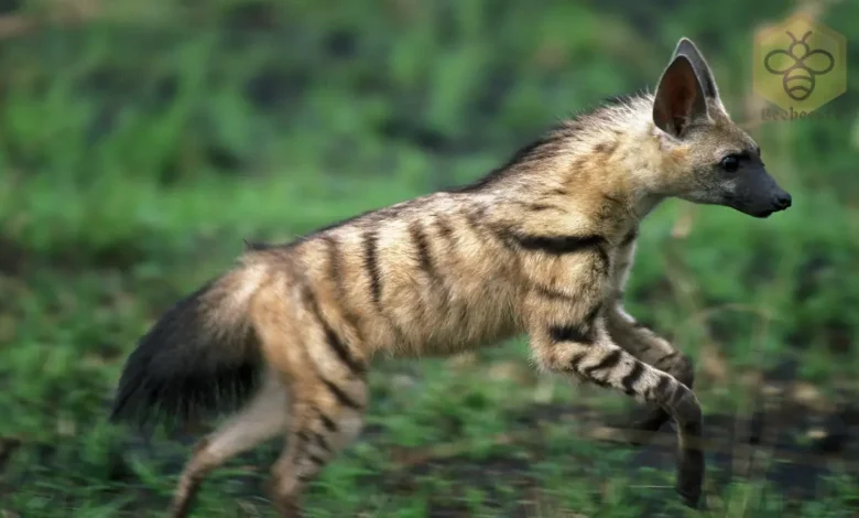 Aardwolf