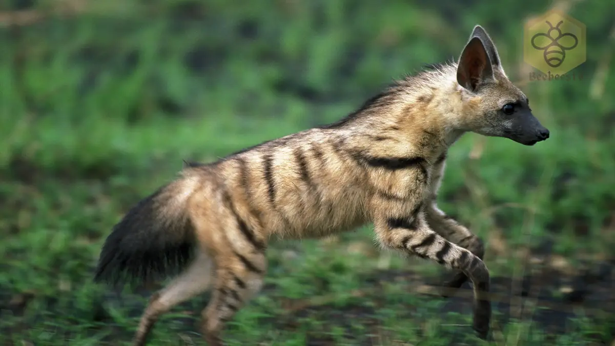 Aardwolf