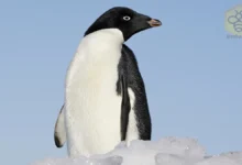 Adelie Penguin