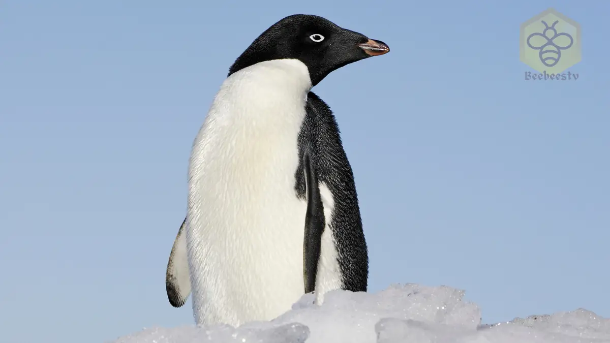 Adelie Penguin