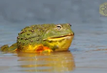 African Bullfrogs