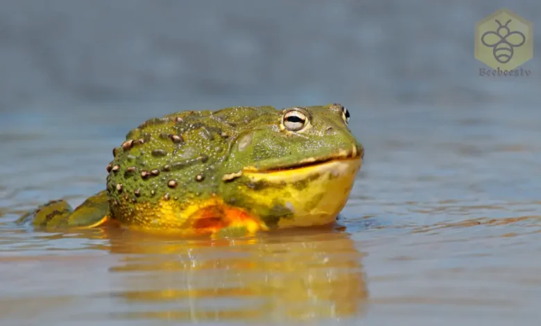 African Bullfrogs