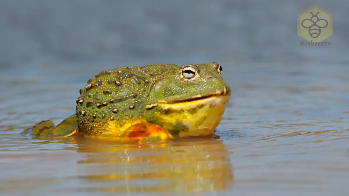 African Bullfrogs