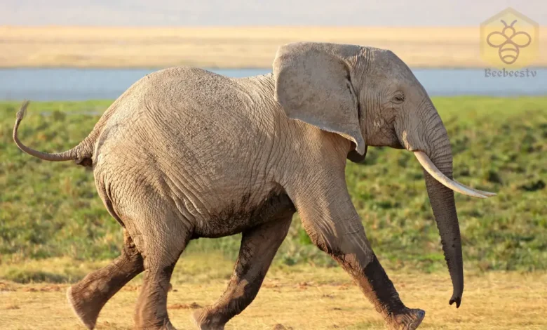 African Bush Elephants