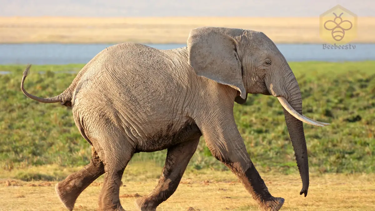 African Bush Elephants