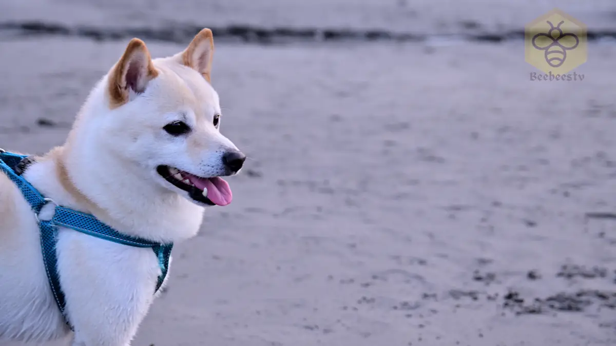 Ainu Dogs