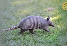 Armadillos