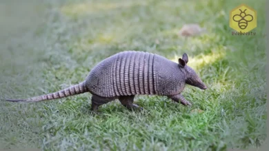 Armadillos