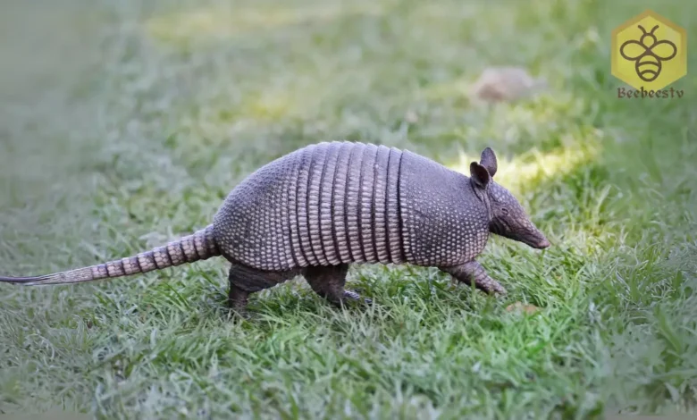 Armadillos