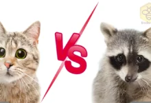 Cats and raccoons