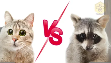 Cats and raccoons