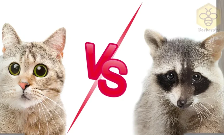 Cats and raccoons