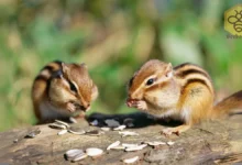 Chipmunks