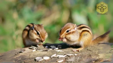 Chipmunks