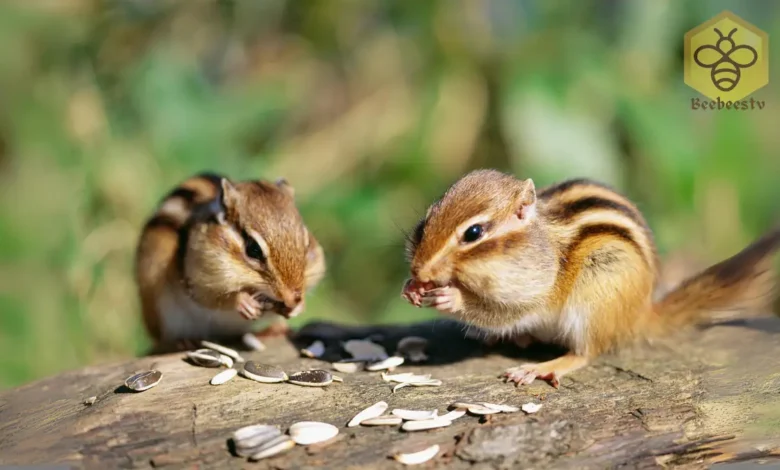 Chipmunks