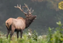 Elk