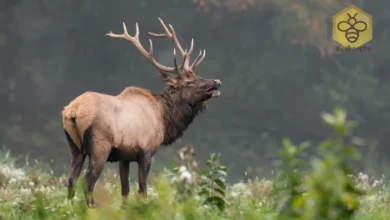 Elk