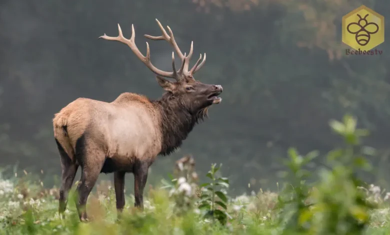 Elk